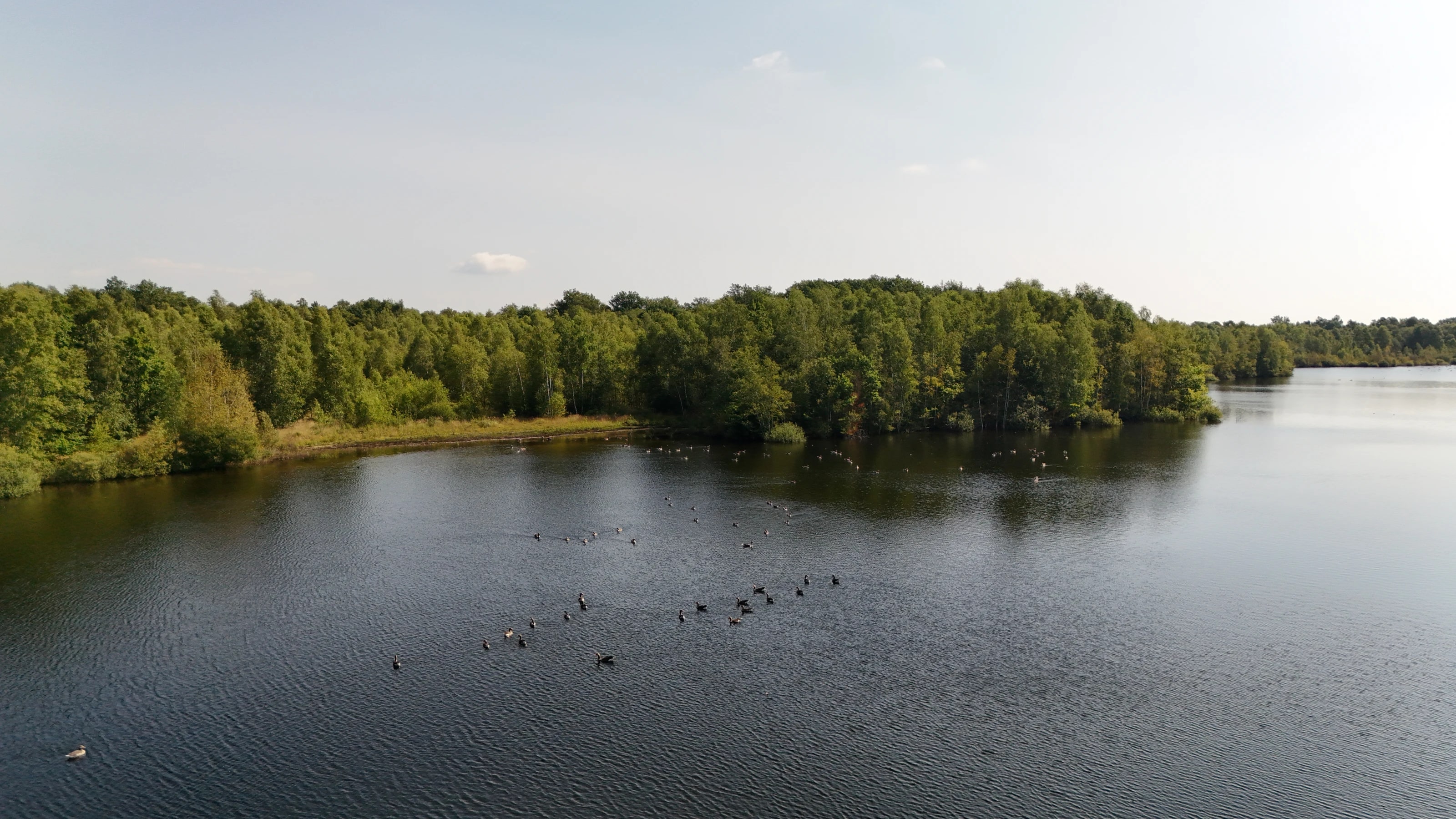 Een stil ven omzoomd door bos in Drenthe