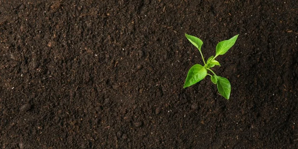 Een groen kiemplantje in donkere, vruchtbare aarde