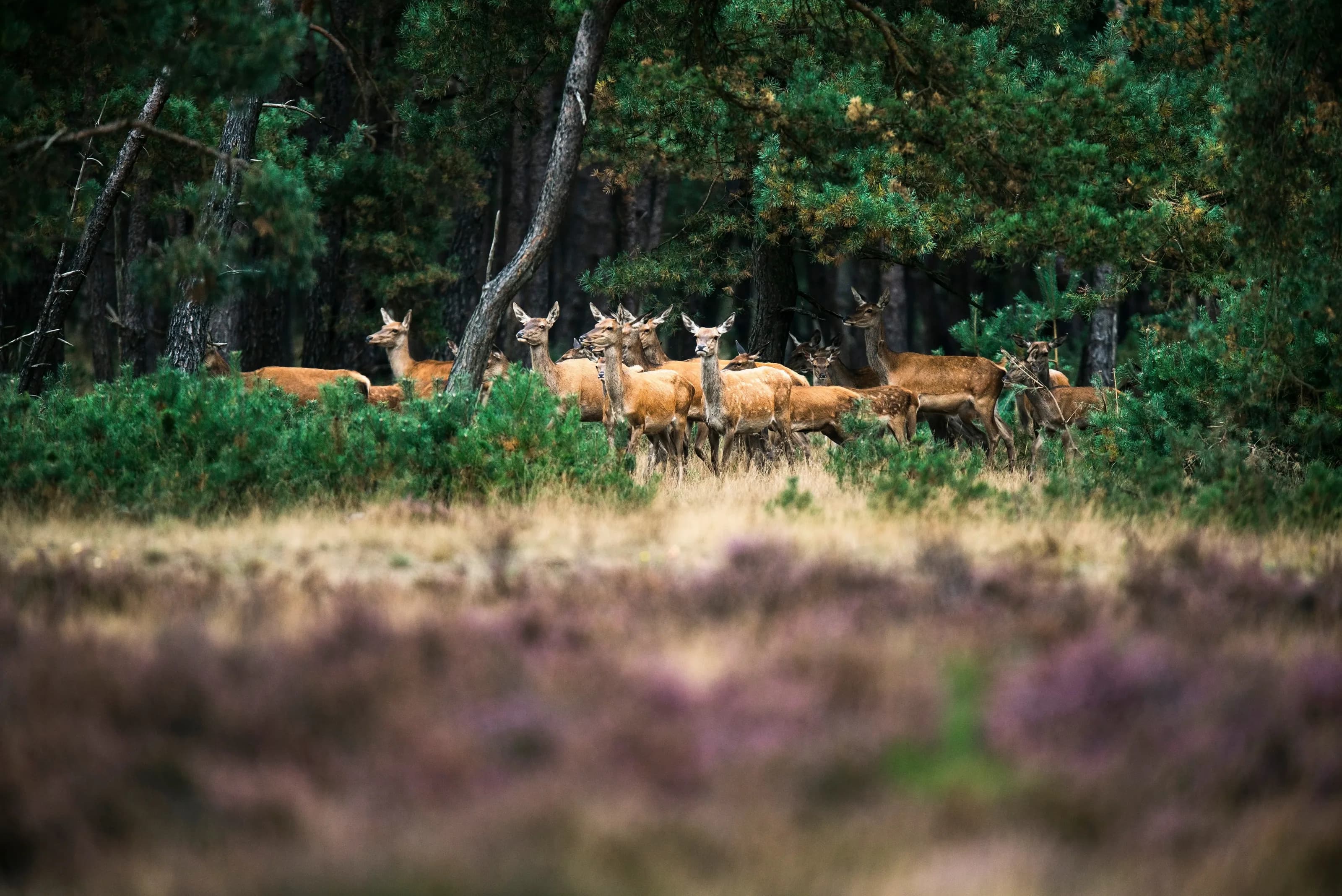 Reeën staan alert aan de bosrand, tussen heide en dennen