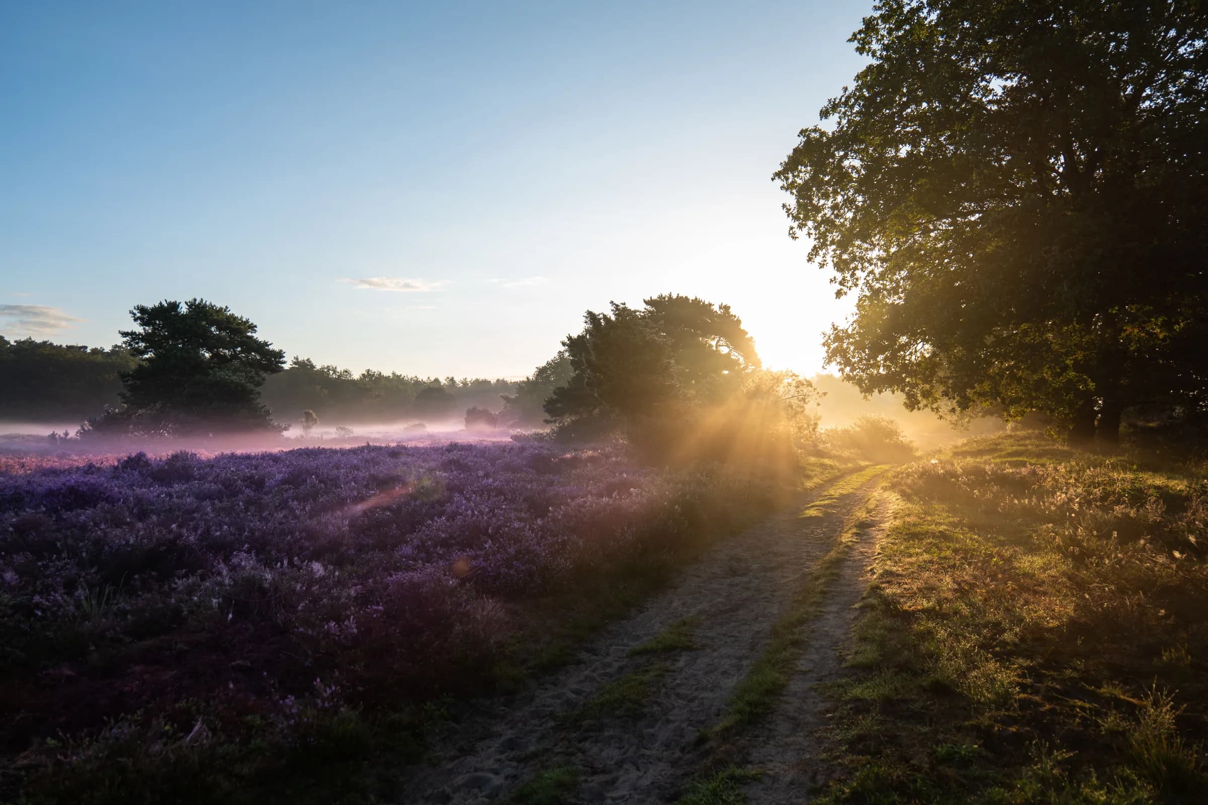 Zandpad door paarse heide, met zonnestralen tussen de bomen