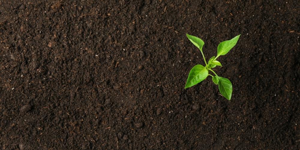 Een groen kiemplantje in donkere, vruchtbare aarde